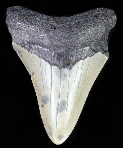 Bargain, Juvenile Megalodon Tooth - North Carolina #62111